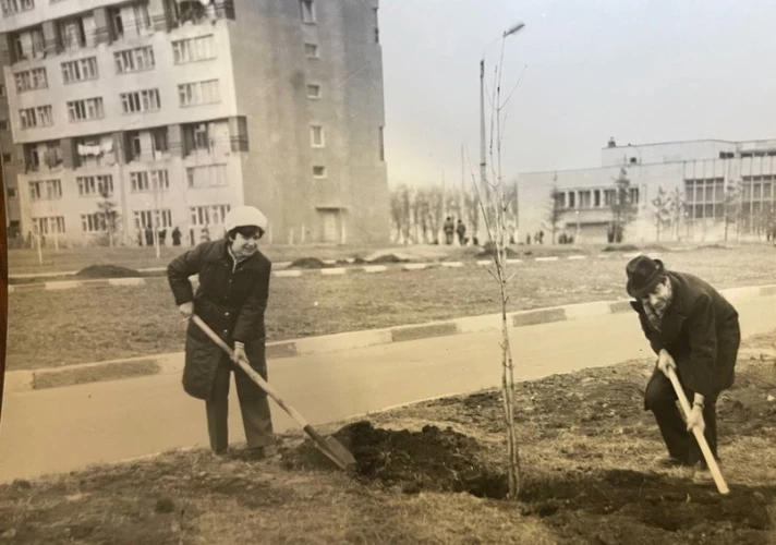 Посадка деревьев на центральной аллее